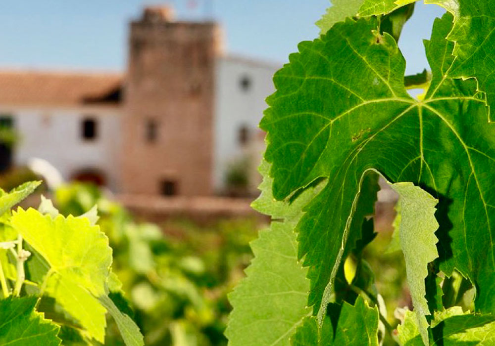 vega-de-ribes-masia